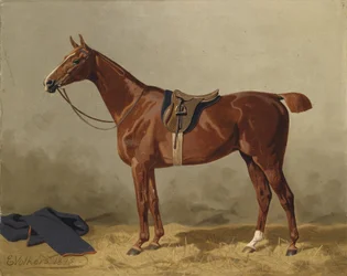 Gesatteltes Sportpferd